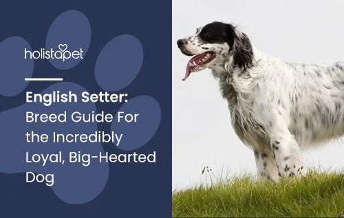 Full guide about English Setter Dog breed