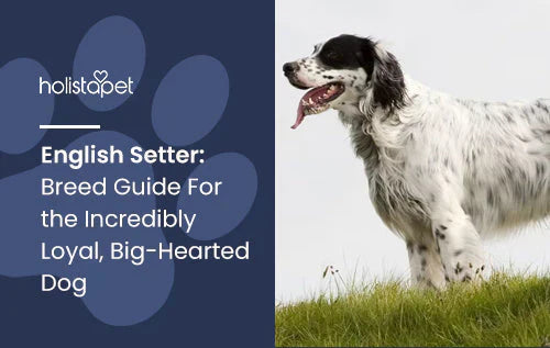 Full guide about English Setter Dog breed