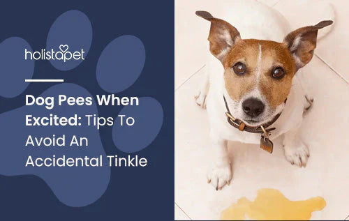 Tips for Dog Peeing when Excited