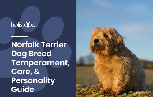 Norfolk Terrier Dog Breed Temperament, Care, & Personality Guide
