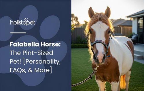 A pixelated image of a brown and white falabella horse wearing a bridle, standing in a grassy yard with a house in the background during sunset.