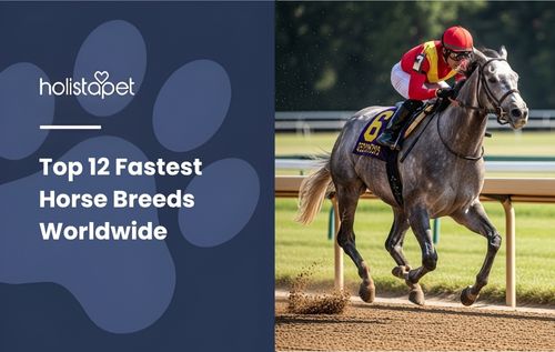 Top 12 Fastest Horse Breeds Worldwide — a jockey in red and yellow silks gallops a racehorse on a dirt track.