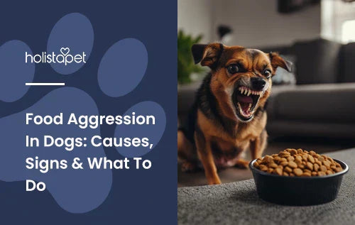 A small dog acting aggressive over a full bowl of dog food.