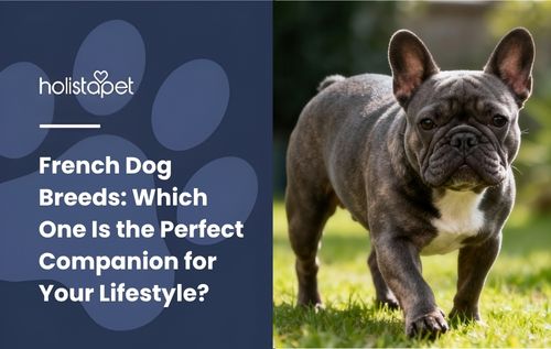 French Dog Breeds: Which One Is the Perfect Companion for Your Lifestyle?