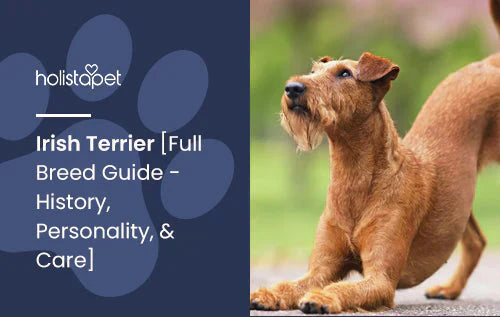Irish Terrier Dog Breed: Guide and Fun Facts