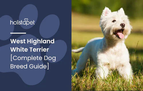 West Highland White Terrier Guide