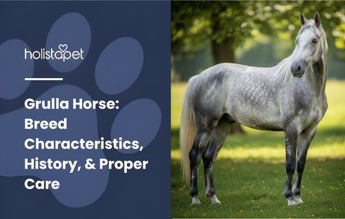A Grulla Horse with a dappled grey coat stands calmly in a grassy field, with trees visible in the background.