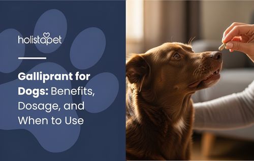 HolistaPet featured image showing a dog being given a pill with the text “Galliprant for Dogs: Benefits, Dosage, and When to Use.”