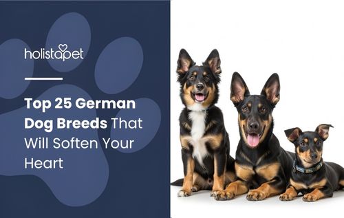 HolistaPet blog header "Top 25 German Dog Breeds That Will Soften Your Heart" beside three black-and-tan dogs sitting.