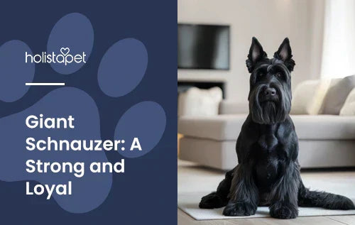 A black Giant Schnauzer sitting in a living room.