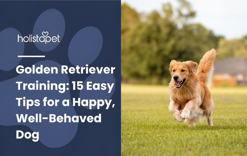 HolistaPet blog header "Golden Retriever Training: 15 Easy Tips" beside a golden retriever running across grass