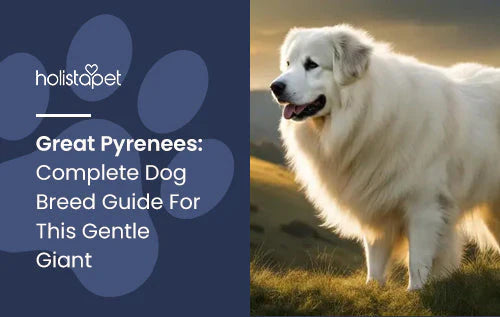 Information about The Great Pyrenees