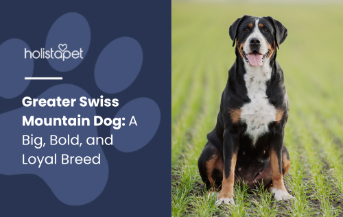 Feature image for the blog Greater Swiss Mountain Dog: A Big, Bold, and Loyal Breed by Holistapet. Shows a large, strong dog with a black, white, and rust-colored coat sitting confidently in a grassy field.