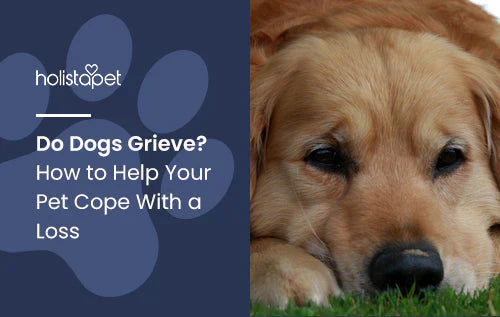 Tips for helping dogs grieve