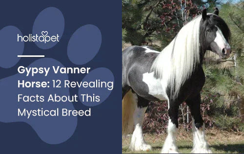 12 facts about Gypsy Vanner Horse Breed