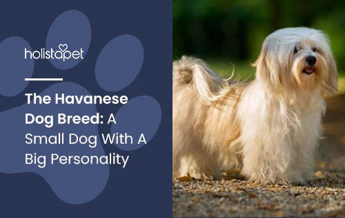 Information about the Havanese Dog Breed