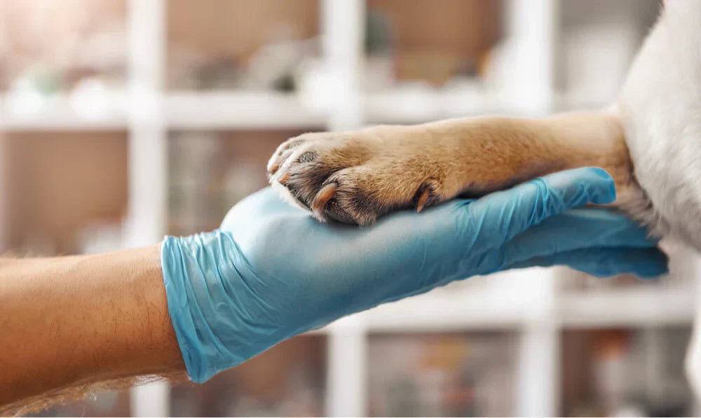 Paws on hand: help pets be free of fear