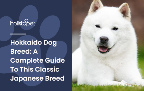 Hokkaido Dog Breed: A Complete Guide To This Classic Japanese Breed