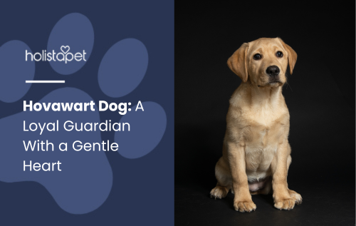 Feature image for the blog Hovawart Dog: A Loyal Guardian With a Gentle Heart by Holistapet. Shows a light-colored Hovawart puppy sitting against a dark background, looking calm and attentive.