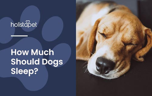 How to know if your dog is getting enough sleep
