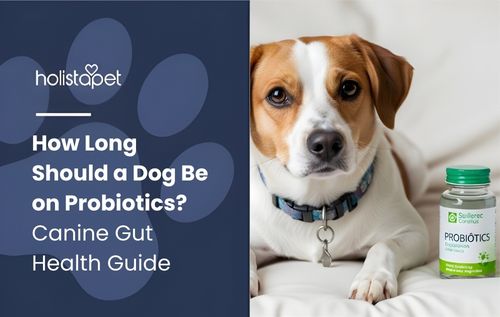 A Jack Russell Terrier rests beside a bottle of pet supplements, highlighting the question: how long should a dog be on probiotics to support optimal gut health, digestion, and overall canine wellness.
