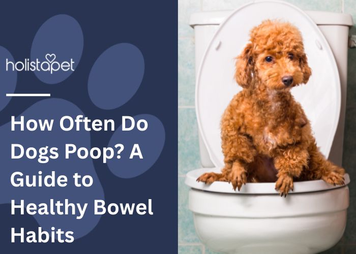 Holistapet featured image for "how often do dogs poop" blog. Shows a brown small poodle sitting on a human toilet.