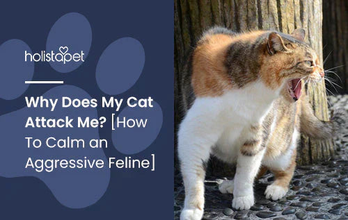 How to deal with an aggressive cat tips