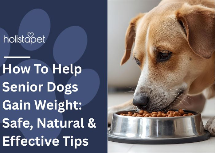 How To Help Senior Dogs Gain Weight Featured blog Image by Holistapet. Shows an older dog eating food from a metal feeding dish.
