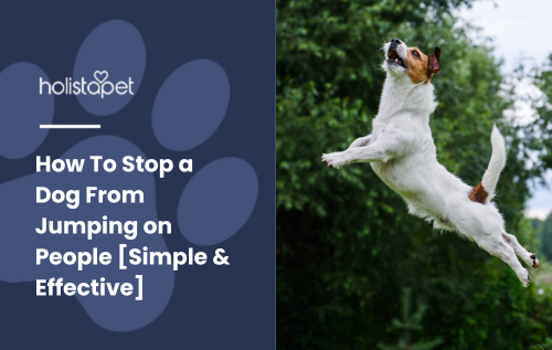 Dog Jumping featured blog image by Holistapet. Shows a dog leaping energetically in the air outside