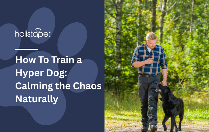 How To Train a Hyper Dog: Calming the Chaos Naturally featured blog image by Holistapet. Shows a man walking with a black dog in a forest setting.