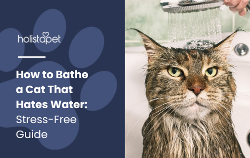 Feature image by hoilistapet for the blog titled How to Bathe a Cat That Hates Water: Stress-Free Guide." The image shows a cat being bathed, clearly showing its dislike for water.
