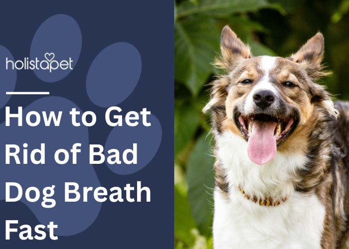 How to Get Rid of Bad Dog Breath Fast Featured blof Image by Holistapet. Show a happy Australian Shepherd breathing with its mouth open.