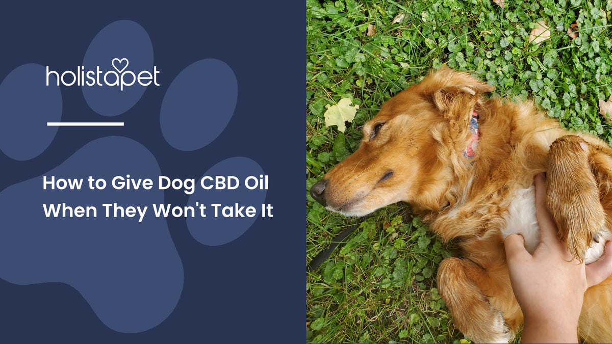How to Give Dog CBD Oil When They Won't Take It (featured blog image by Holistapet) shows a brown dog laying on the grass outdoors while playing with its owner