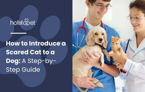 How to Introduce a Scared Cat to a Dog Holistapet blog feature image:a calm dog and a cautious-looking orange cat, highlighting a gentle and supportive introduction setting.