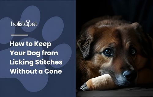 Close-up portrait of a dog resting its head on its paws against a dark background, illustrating how to keep your dog from licking stitches without a cone.
