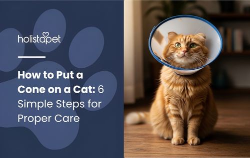 An orange cat wearing a white and blue cone collar shows how to put a cone on a cat to protect healing wounds.