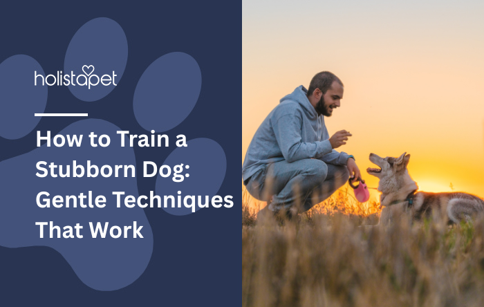 How to Train a Stubborn Dog: Gentle Techniques That Work featured blog image by Holistapet. Shows a man kneeling and gently training a dog in a field at sunset.