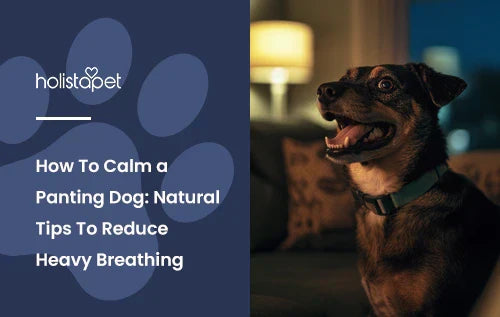 A dog panting in a living room.