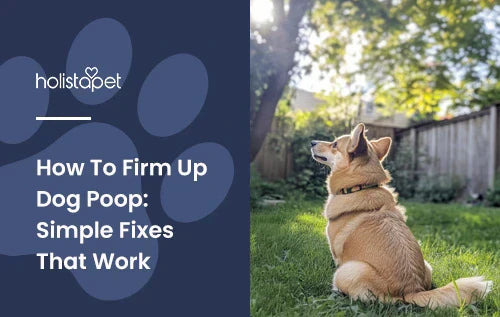 A dog squatting in a backyard.