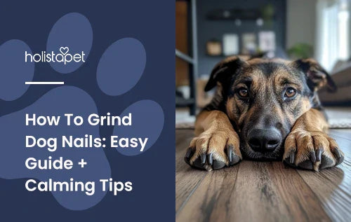 A black and brown dog laying down with long nails on its front paws.