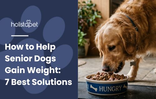 How to Help Senior Dogs Gain Weight: 7 Best Solutions