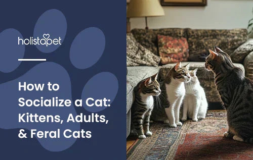 How to Socialize a Cat featured blog image by Holistapet. Shows four cats calmly interacting indoors.