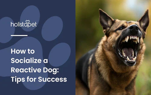 How to Socialize a Reactive Dog: Tips for Success