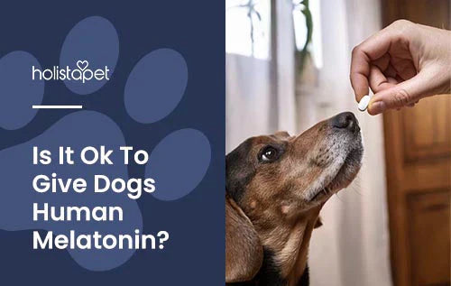 give human melatonin to dogs