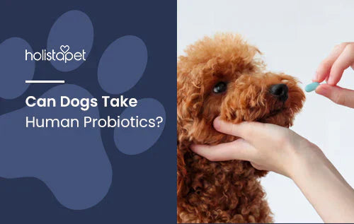 are human probiotics safe for dogs