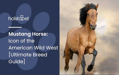 Mustang Horse Breed Fun Facts