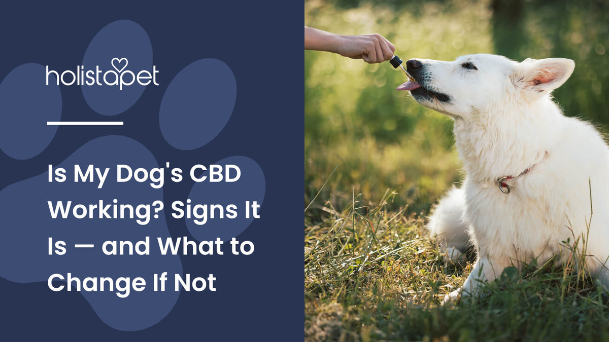 is my Dog's CBD working (featured blog image by Holistapet) shows a white dog licking CBD oil from a dropper