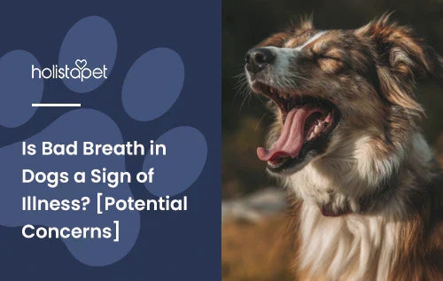 A dog with its moth open like it's panting with the title "Is bad breath in dogs a sign of illness".