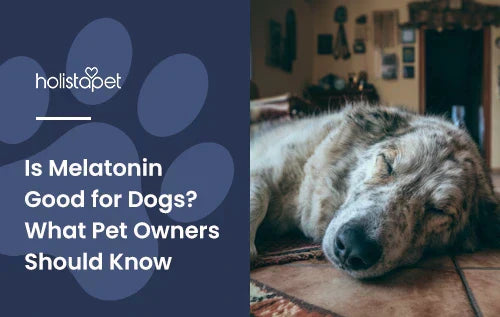 A dog laying down sleeping in a living room with the title "Is melatonin good for dogs".