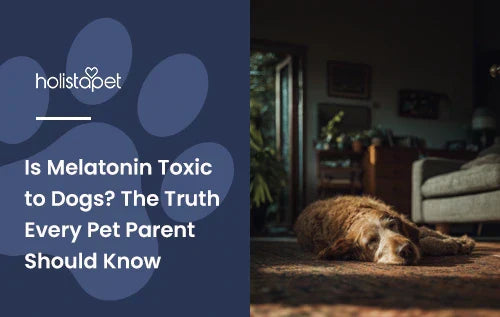 An older looking dog laying down sleeping in a living room with the title "Is melatonin toxic to dogs".